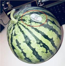 各大国网红吃瓜,揭秘各国热门事件背后的网络狂欢