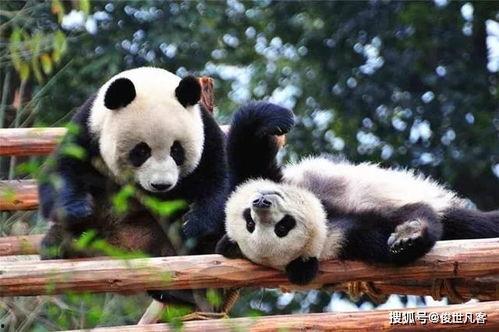 西安熊猫爆料事件最新,真相与争议交织的舆论漩涡 第2张 西安熊猫爆料事件最新,真相与争议交织的舆论漩涡 第2张