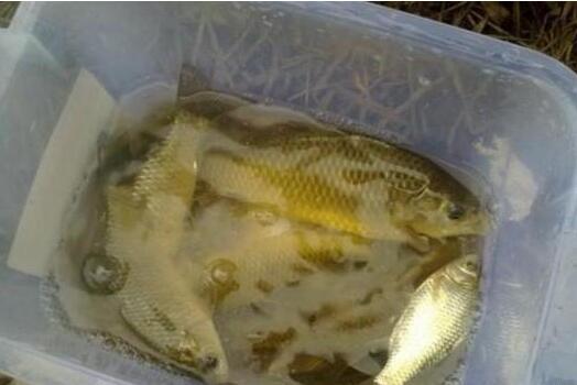 爆料冻饵制作视频,跟随视频学习高效钓鱼技巧 第1张 爆料冻饵制作视频,跟随视频学习高效钓鱼技巧 第1张