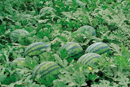 武都网红吃瓜群微信,揭秘网络红人背后的故事与八卦 第1张 武都网红吃瓜群微信,揭秘网络红人背后的故事与八卦 第1张