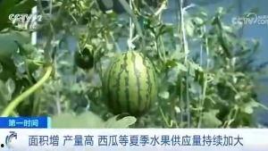 夏天吃瓜群众免费观看  第1张